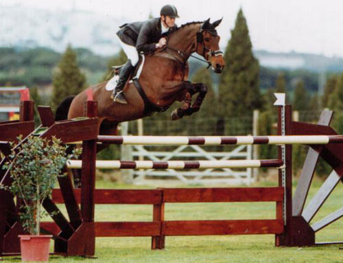 International Showjumper Jadorijk (Libero H x Voltaire), Competed by Derek Morton